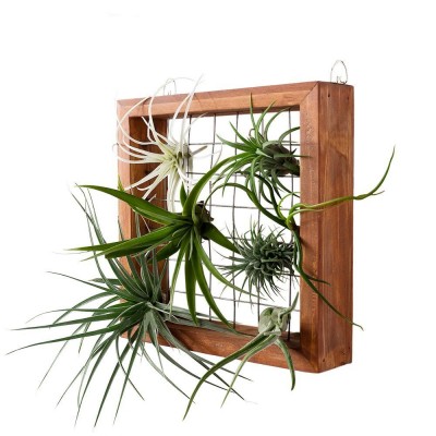 Framed Hanging Air Plant Holder